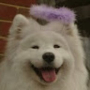 Meet your Posher, Layla